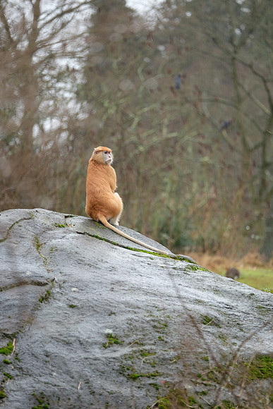 XE2Zoo-183_ISO 640_1-60 sec at f - 2.8_XF50-140mmF2.8 R LM OIS WR at 140 mm
