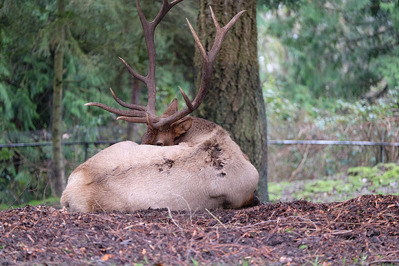 XE2Zoo-15_ISO 2000_1-60 sec at f - 2.8_XF50-140mmF2.8 R LM OIS WR at 140 mm