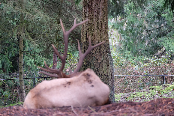 XE2Zoo-13_ISO 2000_1-60 sec at f - 2.8_XF50-140mmF2.8 R LM OIS WR at 140 mm