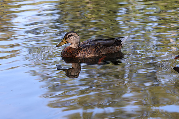 R5 Review-18 [1-200 sec at f - 5.6 105 mm Canon Canon EOS R5 RF24-105mm F4 L IS USM]