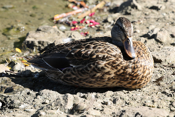 R5 Review-14 [1-200 sec at f - 5.6 105 mm Canon Canon EOS R5 RF24-105mm F4 L IS USM]