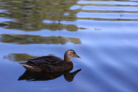 R5 Review-78 [1-160 sec at f - 5.0 105 mm Canon Canon EOS R5 RF24-105mm F4 L IS USM]