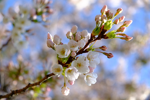 CherryBlossomX-E1-18_ISO 200_1-450 sec at f - 4.0_XF18-55mmF2.8-4 R LM OIS at 55 mm