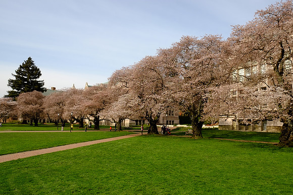 CherryBlossomX-E1-1_ISO 200_1-320 sec at f - 7.1_XF18-55mmF2.8-4 R LM OIS at 18 mm