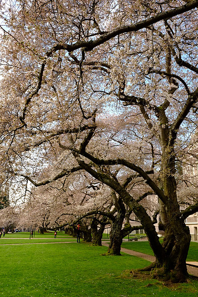 CherryBlossomX-E1-3_ISO 200_1-90 sec at f - 8.0_XF18-55mmF2.8-4 R LM OIS at 20.5 mm