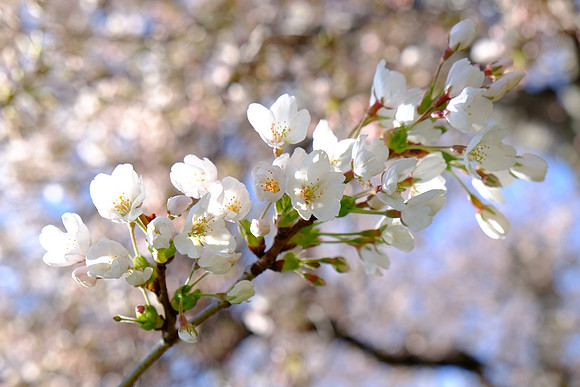 CherryBlossomX-E1-17_ISO 400_1-480 sec at f - 5.6_XF18-55mmF2.8-4 R LM OIS at 42.5 mm