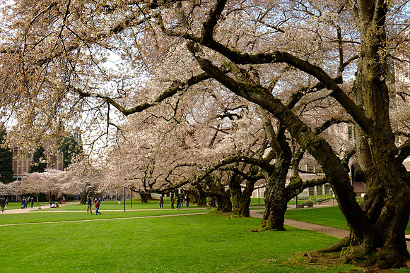CherryBlossomX-E1-2_ISO 200_1-80 sec at f - 8.0_XF18-55mmF2.8-4 R LM OIS at 27.7 mm