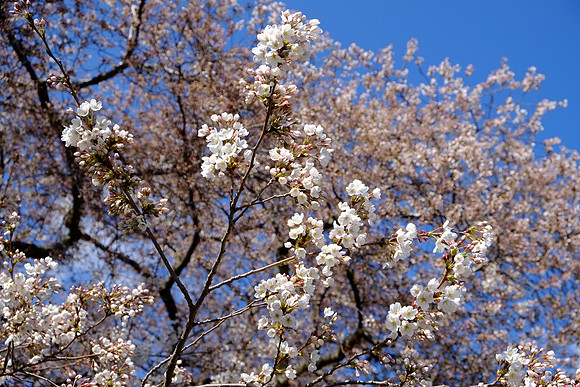 CherryBlossomX-E1-14_ISO 200_1-500 sec at f - 5.6_XF18-55mmF2.8-4 R LM OIS at 34.3 mm
