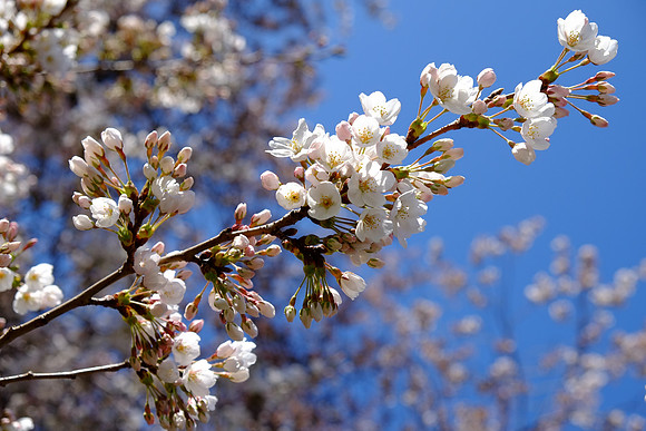 CherryBlossomX-E1-16_ISO 400_1-1250 sec at f - 5.6_XF18-55mmF2.8-4 R LM OIS at 42.5 mm