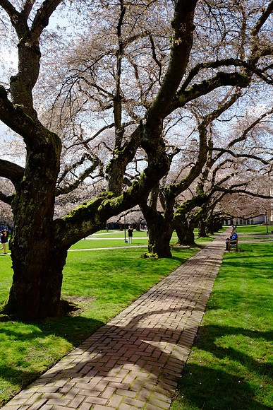 CherryBlossomX-E1-5_ISO 800_1-250 sec at f - 10_XF18-55mmF2.8-4 R LM OIS at 18 mm