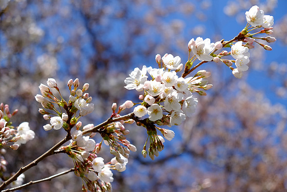 CherryBlossomX-E1-15_ISO 400_1-2200 sec at f - 4.0_XF18-55mmF2.8-4 R LM OIS at 48.4 mm