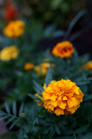 SIGMA50-4_ISO 250_1-100 sec at f - 2.8_50mm at 50 mm