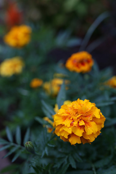 SIGMA50-4_ISO 250_1-100 sec at f - 2.8_50mm at 50 mm