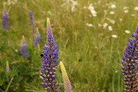 SIGMA50-389_ISO 1000_1-2000 sec at f - 5.6_50mm at 50 mm