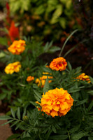 SIGMA50-12_ISO 1250_1-100 sec at f - 5.6_50mm at 50 mm