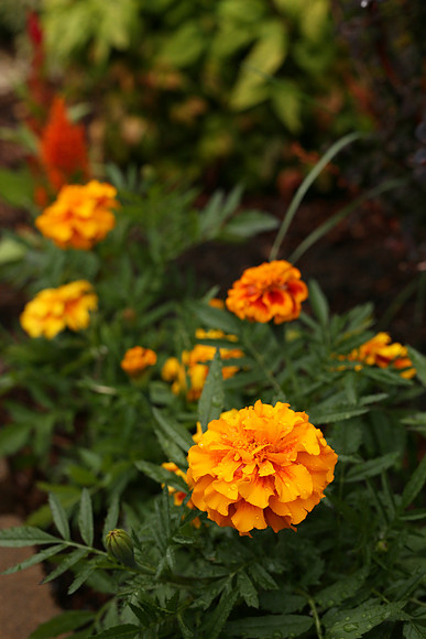 SIGMA50-12_ISO 1250_1-100 sec at f - 5.6_50mm at 50 mm