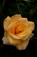 SIGMA50-20_ISO 1250_1-250 sec at f - 5.6_50mm at 50 mm