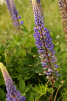 SIGMA50-377_ISO 200_1-200 sec at f - 5.6_50mm at 50 mm