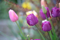 D800 First Shots-11
