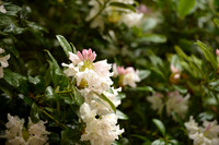 D800 Juliet-52