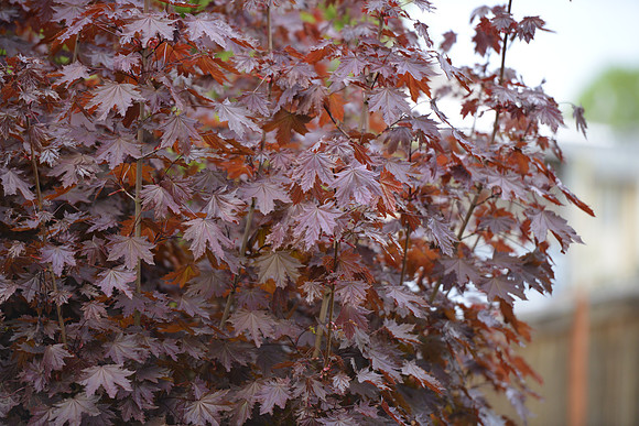 D800 First Shots-1