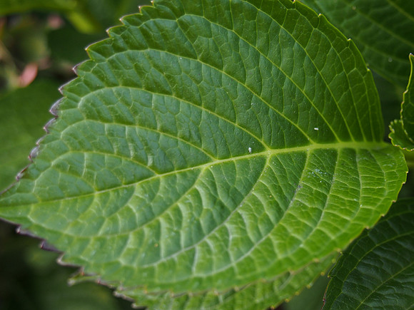 Olympus OM-D E-M5-670_ISO 500_1-100 sec at f - 5.6_ at 31 mm