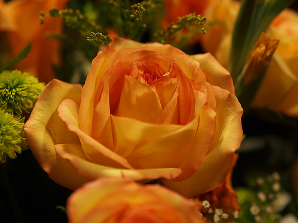 E-M5 Flowers-1_ISO 200_1-60 sec at f - 1.8_OLYMPUS M.45mm F1.8 at 45 mm
