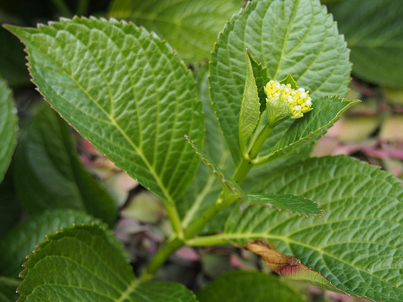 Olympus OM-D E-M5-668_ISO 640_1-100 sec at f - 5.6_ at 31 mm