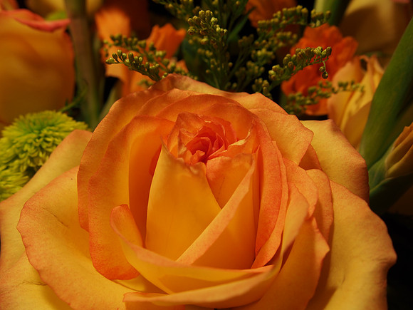 E-M5 Flowers-21_ISO 200_1-10 sec at f - 5.6_OLYMPUS M.14-42mm F3.5-5.6 II R at 14 mm