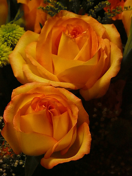 E-M5 Flowers-34_ISO 12800_1-250 sec at f - 9.0_OLYMPUS M.45mm F1.8 at 45 mm