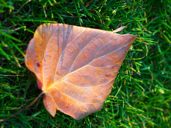 Olympus OM-D E-M5-656_ISO 250_1-80 sec at f - 5.6_ at 42 mm