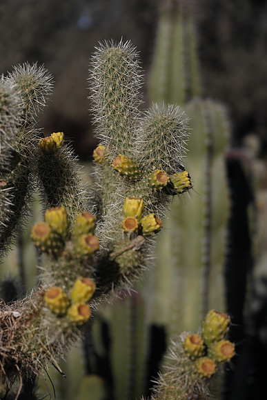 Arizona 2018-24 Canon EOS R RF24-105mm F4 L IS USM 96 mm 1-6400 sec at f - 4.0 ISO 200_