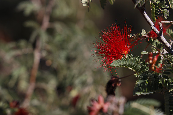 Arizona 2018-75 Canon EOS R RF24-105mm F4 L IS USM 105 mm 1-640 sec at f - 8.0 ISO 200_