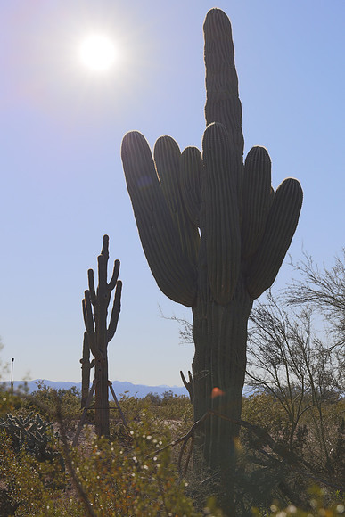 Arizona 2018-59 Canon EOS R RF24-105mm F4 L IS USM 50 mm 1-1000 sec at f - 7.1 ISO 250_