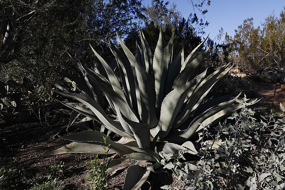 Arizona 2018-34 Canon EOS R RF24-105mm F4 L IS USM 24 mm 1-640 sec at f - 7.1 ISO 200_