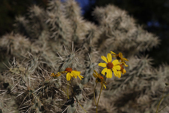 Arizona 2018-91 Canon EOS R RF24-105mm F4 L IS USM 70 mm 1-1600 sec at f - 9.0 ISO 200_