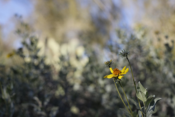 Arizona 2018-56 Canon EOS R RF24-105mm F4 L IS USM 53 mm 1-1000 sec at f - 4.5 ISO 200_