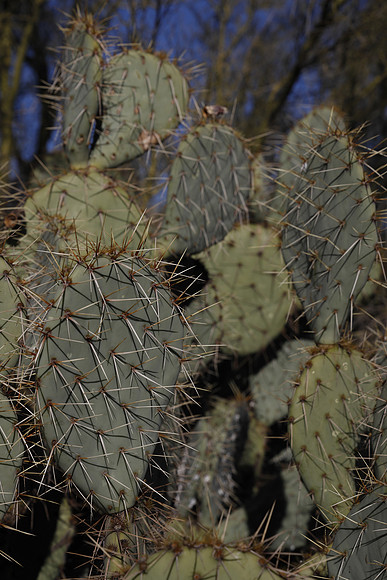 Arizona 2018-32 Canon EOS R RF24-105mm F4 L IS USM 76 mm 1-2500 sec at f - 7.1 ISO 200_