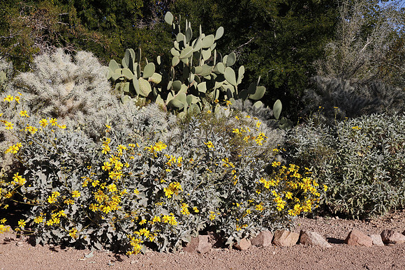 Arizona 2018-89 Canon EOS R RF24-105mm F4 L IS USM 45 mm 1-160 sec at f - 16 ISO 200_