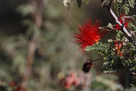 Arizona 2018-77 Canon EOS R RF24-105mm F4 L IS USM 105 mm 1-1000 sec at f - 5.6 ISO 200_