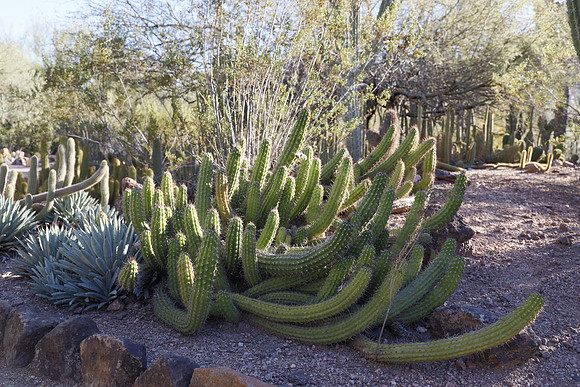 Arizona 2018-144 Canon EOS R RF24-105mm F4 L IS USM 32 mm 1-1250 sec at f - 5.6 ISO 1600_