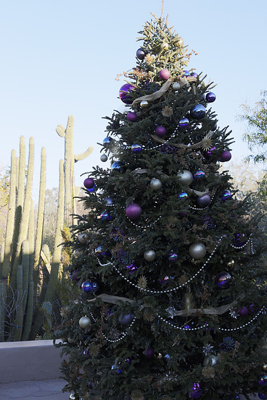 Arizona 2018-191 Canon EOS R RF24-105mm F4 L IS USM 63 mm 1-1250 sec at f - 8.0 ISO 2500_