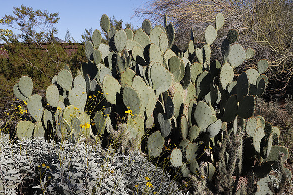 Arizona 2018-97 Canon EOS R RF24-105mm F4 L IS USM 35 mm 1-500 sec at f - 9.0 ISO 200_