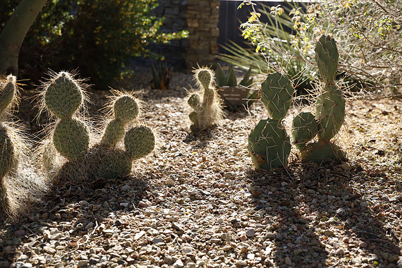 Arizona 2018-113 Canon EOS R RF24-105mm F4 L IS USM 47 mm 1-1000 sec at f - 5.6 ISO 640_