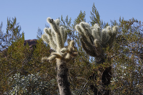 Arizona 2018-38 Canon EOS R RF24-105mm F4 L IS USM 105 mm 1-250 sec at f - 11 ISO 250_
