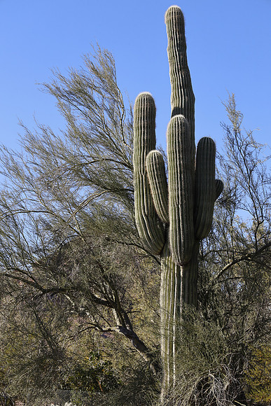 Arizona 2018-65 Canon EOS R RF24-105mm F4 L IS USM 63 mm 1-500 sec at f - 7.1 ISO 200_