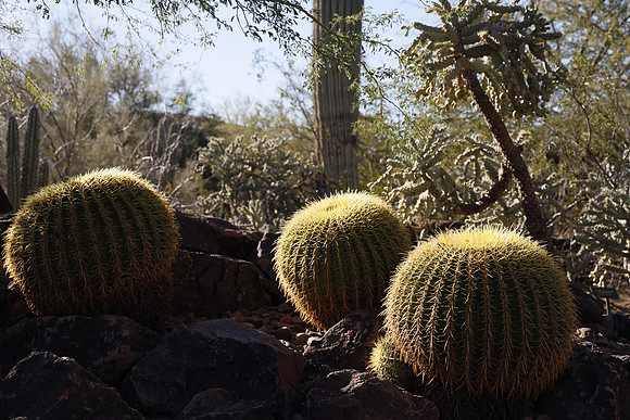 Arizona 2018-111 Canon EOS R RF24-105mm F4 L IS USM 43 mm 1-500 sec at f - 5.6 ISO 200_
