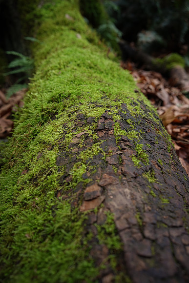Sony_a7R-31_ISO 64_5.0 sec at f - 8.0_FE 35mm F2.8 ZA at 35 mm