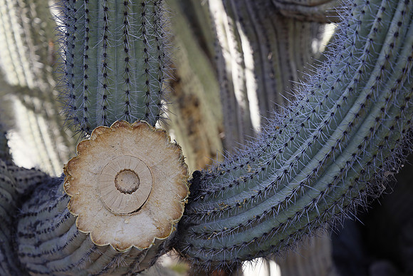 Arizona 2018-134 Canon EOS R RF24-105mm F4 L IS USM 105 mm 1-250 sec at f - 5.6 ISO 400_