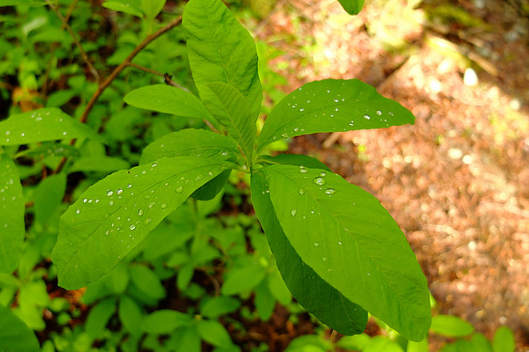 X20-70_ISO 125_1-200 sec at f - 2.0_ at 7.1 mm